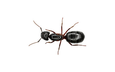 Hormiga negra u hormiga de jardín